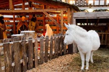 Live Nativity Display | Obraz na stenu