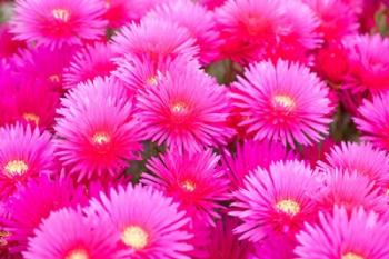 Cote d'Azure Near Cap d'Antibes Ice Plant Delosperma Cooperi | Obraz na stenu