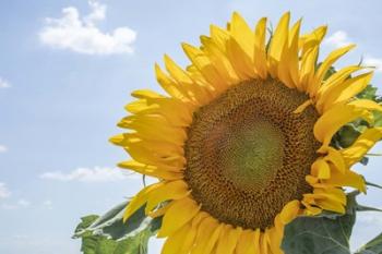 Sunflowers Blooming Near Lavender Fields | Obraz na stenu