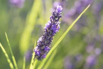 Close-Up Of Lavender Blooms | Obraz na stenu