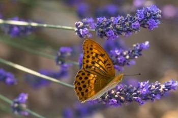 Marbled Butterfly On Valensole | Obraz na stenu