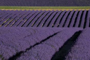 Lavender Fields On Valensole Plain, Provence, Southern France | Obraz na stenu
