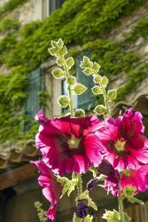 Hollyhocks Flowers Blooming In Provence | Obraz na stenu