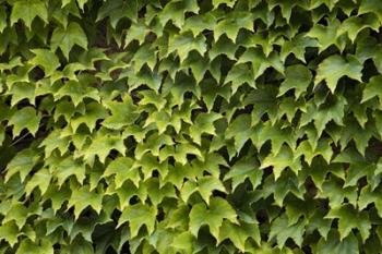 Natural Plants And Leaves Growing On Wall In Provence | Obraz na stenu