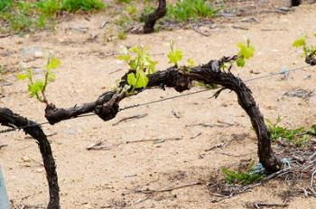 Vineyard of Pierre Gaillard in Malleval | Obraz na stenu