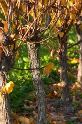 Golden Vineyard in Late Afternoon | Obraz na stenu