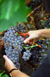 Vineyard Worker Harvesting Grenache Noir Grapes | Obraz na stenu