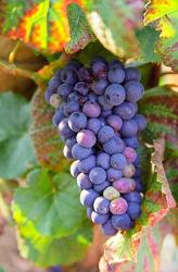 Pinot Noir vineyard, Chambertin | Obraz na stenu