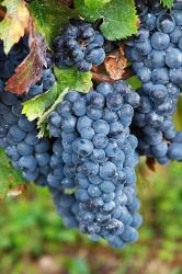 Chateau Carignan, Merlot Grape Vineyard | Obraz na stenu