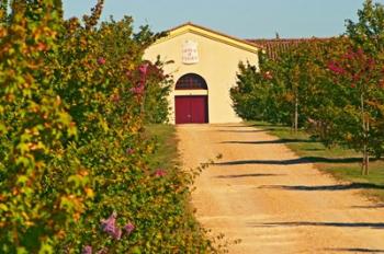 Petit Verdot Vines and Winery | Obraz na stenu