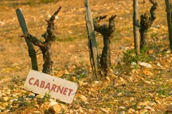 La Truffe de Ventoux, Provence, France | Obraz na stenu