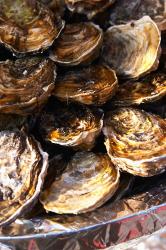 Plate of Oysters, France | Obraz na stenu