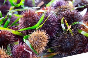 Street Market Stall with Sea Urchins Oursin, France | Obraz na stenu