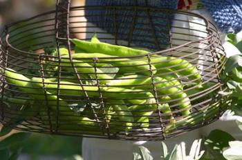 Green Beans in Vegetable Garden | Obraz na stenu