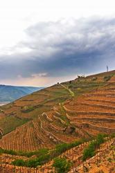 Les Bessards Vineyard, Tain-la'Hermitage, France | Obraz na stenu