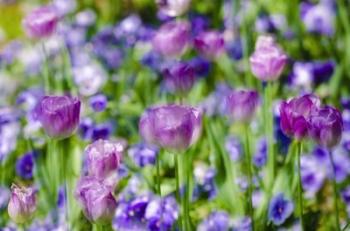 Tulips At Claude Monet House And Gardens, Giverny, France | Obraz na stenu