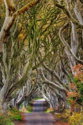 The Dark Hedges In County Antrim, Northern Ireland | Obraz na stenu