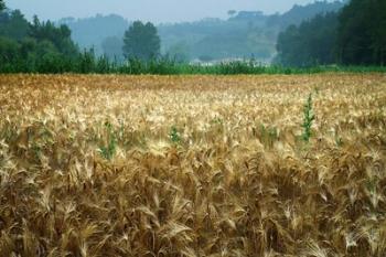 Italy, Tuscany, Wheatfield | Obraz na stenu