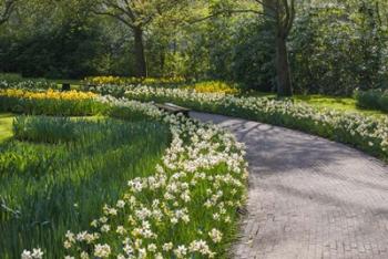 Sunlit Path In Daffodil Garden | Obraz na stenu