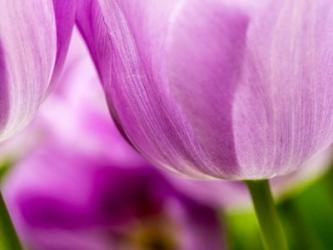 Tulip Close-Ups 3, Lisse, Netherlands | Obraz na stenu