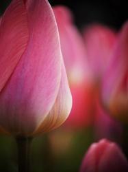 Colorful Tulip 1, Netherlands | Obraz na stenu