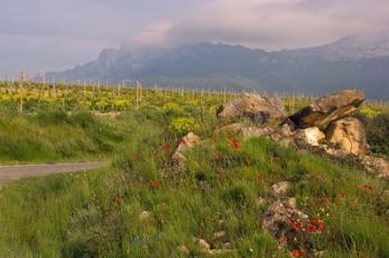 Wildflowers surround the Sacred Burial Site, Elvillar Village, La Rioja, Spain | Obraz na stenu