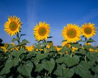 Sunflowers, Spain | Obraz na stenu