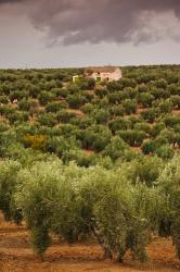 Olive Groves, Jaen, Spain | Obraz na stenu