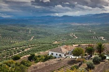 Olive Groves, Ubeda, Spain | Obraz na stenu