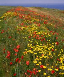 Poppies in Studland Bay, Dorset, England | Obraz na stenu