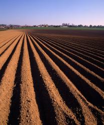 Ploughed Field, Surrey, England | Obraz na stenu