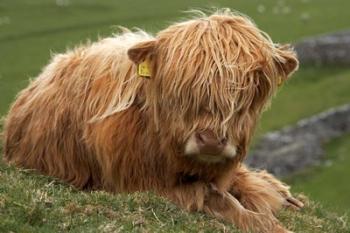 Highland cow, Farm animal, North Yorkshire, England | Obraz na stenu