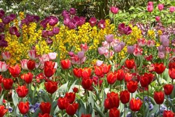 Tulips in St James's Park, London, England, United Kingdom | Obraz na stenu