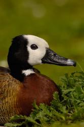 White-faced Whistling Duck, England | Obraz na stenu