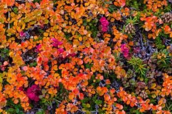 Greenland, Eqip Sermia Dwarf Birch In Fall Color | Obraz na stenu