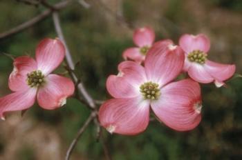 Pink Dogwood Blooms | Obraz na stenu