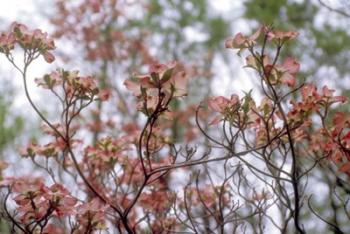 Pink Dogwood | Obraz na stenu