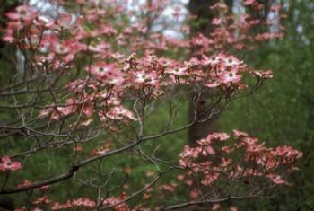 Pink Dogwood Blooms | Obraz na stenu