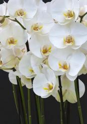 White Orchid Blooms 1 | Obraz na stenu