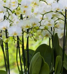 White Orchid Blooms 2 | Obraz na stenu