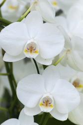 White Orchid Blooms | Obraz na stenu