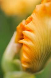 Peach Bearded Iris 1 | Obraz na stenu