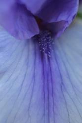 Lavender Bearded Iris | Obraz na stenu