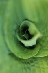 Hosta Leaf Detail 1 | Obraz na stenu