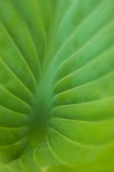 Hosta Leaf Detail 3 | Obraz na stenu