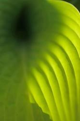 Hosta Leaf Detail 4 | Obraz na stenu