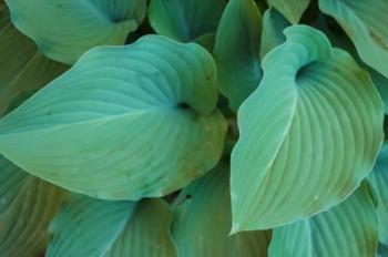 Hosta Leaf Detail 5 | Obraz na stenu