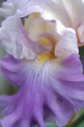 Pale Lavender Bearded Iris Close-Up | Obraz na stenu