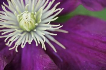 Purple Clematis Bloom | Obraz na stenu