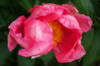 Pink Peony Bloom 2 | Obraz na stenu